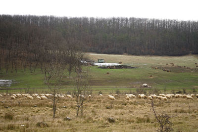 Sheep grazing on field in forest