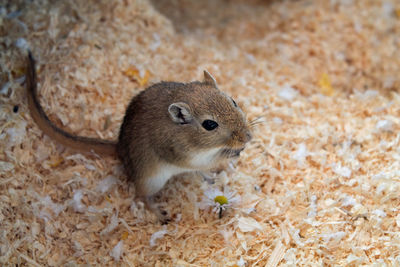 High angle view of mouse on wood shavings