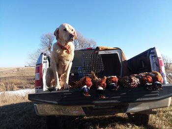 View of dog against the sky