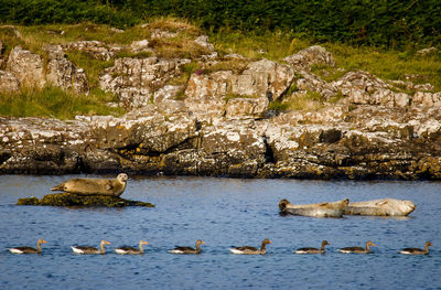 Ducks in a sea