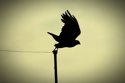 Low angle view of birds perching on power line