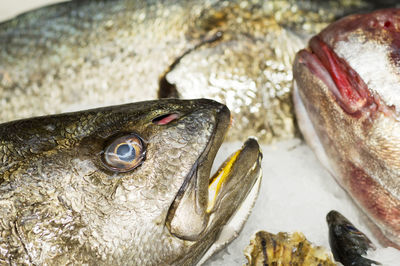 Close-up of fish in market