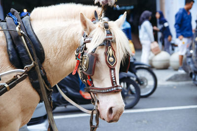 Horse cart on street in city