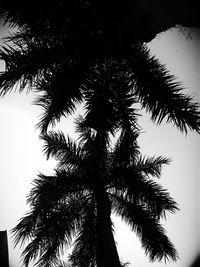 Low angle view of tree against sky