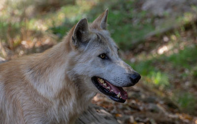 Close-up of wolf