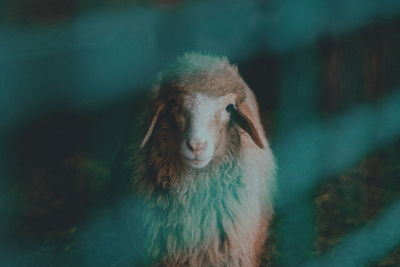 Close-up portrait of sheep