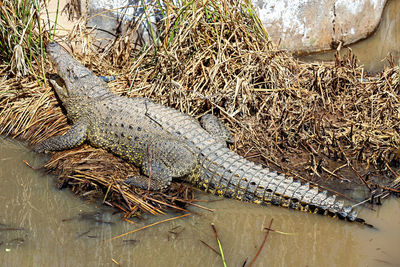 Crocodile on grass at lakeshore