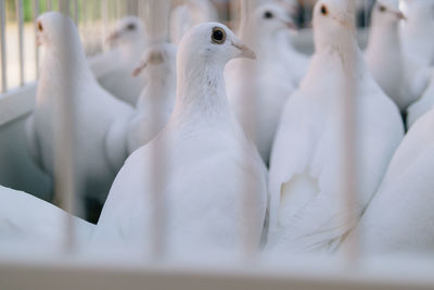 Close-up of birds