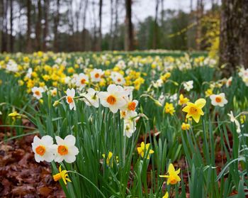 Close-up of yellow daffodil flowers in field