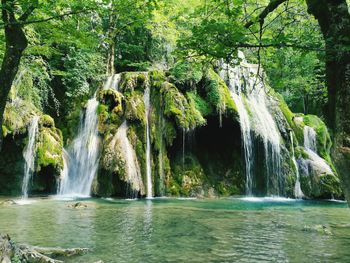 Scenic view of waterfall in forest