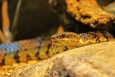 Close-up of snake on rock