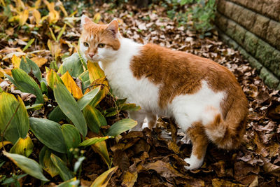 Full length of a cat lying on field