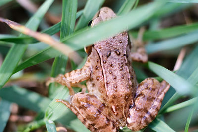 Close-up of insect on plant