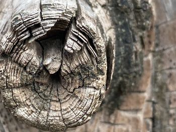 Full frame shot of tree trunk