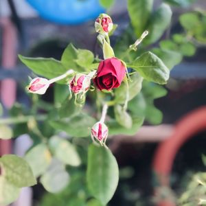 Close-up of red flowering plant