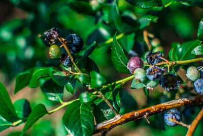 Close-up of blueberries growing on branch
