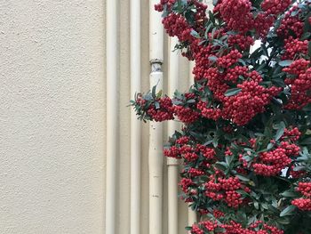 Close-up of red flowering plant against wall