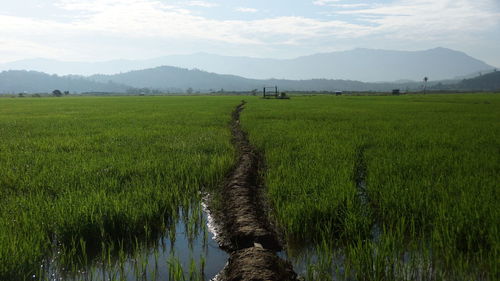 Scenic view of agricultural field against sky