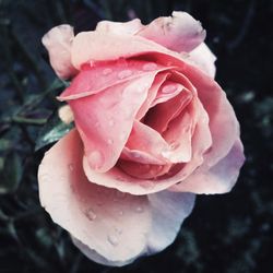 Close-up of rose