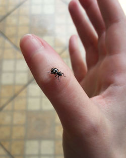 Close-up of insect on hand