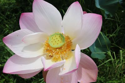 Close-up of pink lotus water lily
