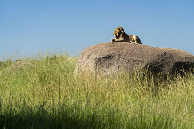 A lion is resting in the sun on a rock