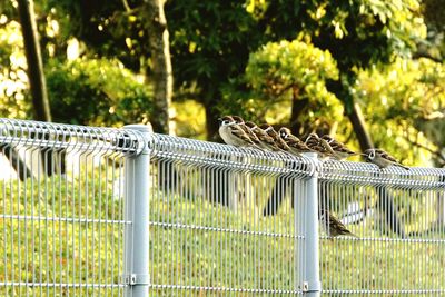 Birds perching on tree against trees