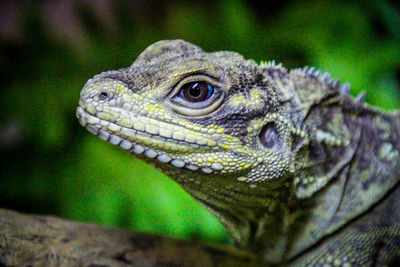 Close-up of lizard