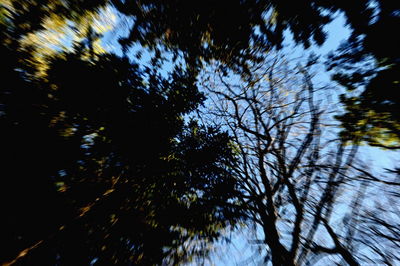 Low angle view of tree against sky