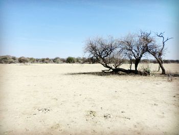 Bare trees on sandy beach