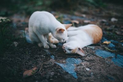 View of two cats on field