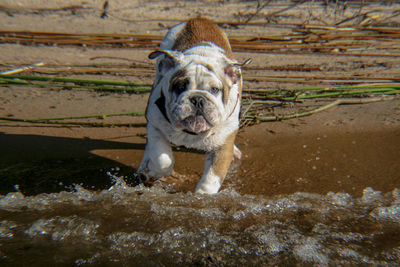 Portrait of dog wading in sea