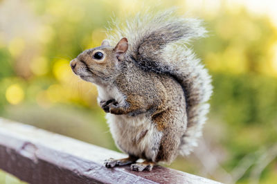 Close-up of squirrel on wood