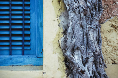 Close-up of tree trunk against old building