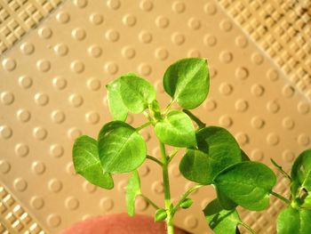 Close-up of leaf