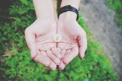 Close-up of hand holding plant