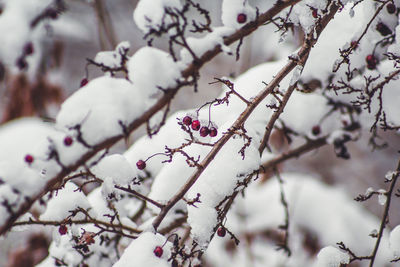 Close-up of cherry blossoms on tree