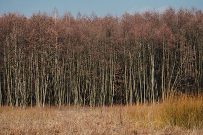 View of trees growing in field