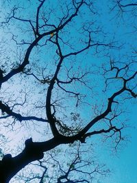 Low angle view of bare trees against sky