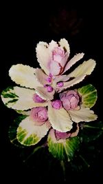 Close-up of flowers over black background