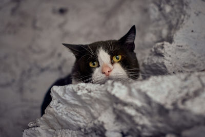 Portrait of black cat