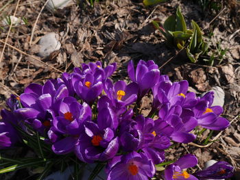 Close-up of purple crocus flowers