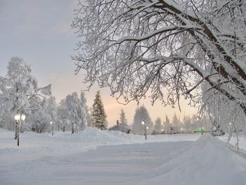 Arjeplog in winter, christmas time