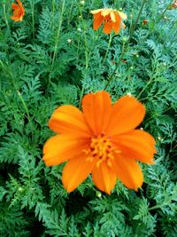 Close-up of orange flowers blooming outdoors