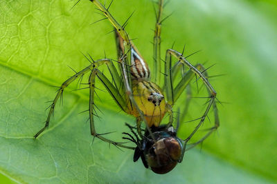 Close-up of insect on plant