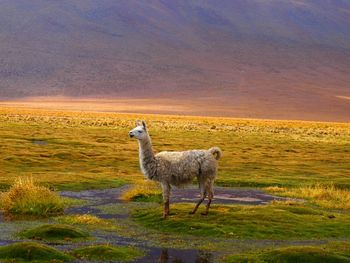 Alpaca standing on grassy field against hill