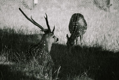 View of deer on field