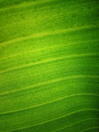 Full frame shot of green leaf with water drops