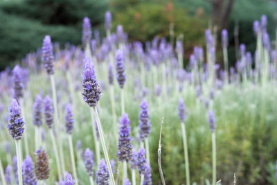 Close-up of lavender blooming on field