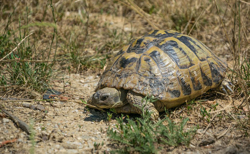 Close-up of tortoise on ground